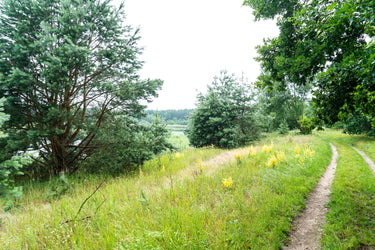 Alfredo - Weg