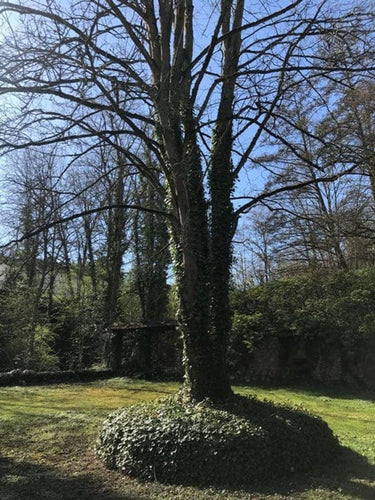 Thor - Garten