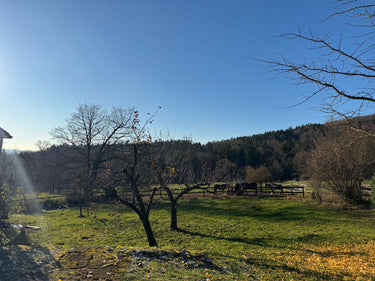 Foster - Garten