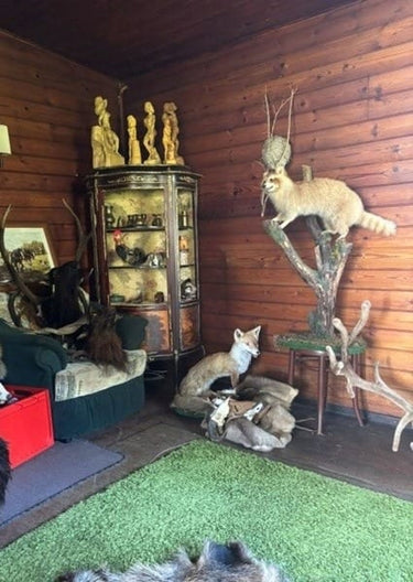 Ferdy - Room