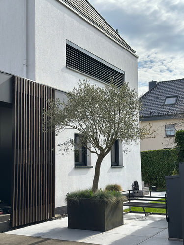 Joi - Exterior view