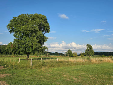 Otto - Baum