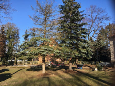 Massimo - Garten
