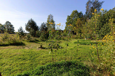 Ross - Garten